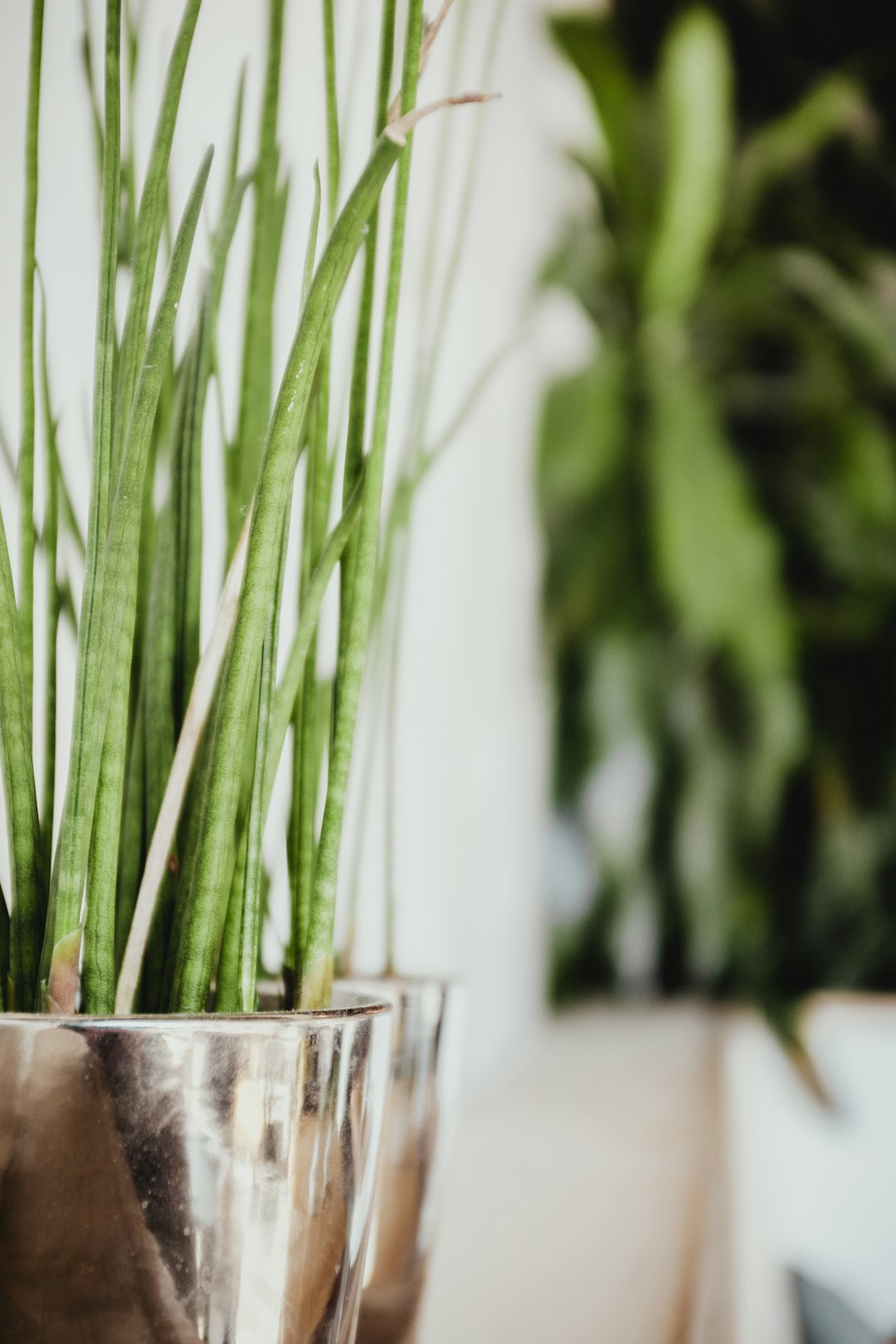 Decorative plant pots